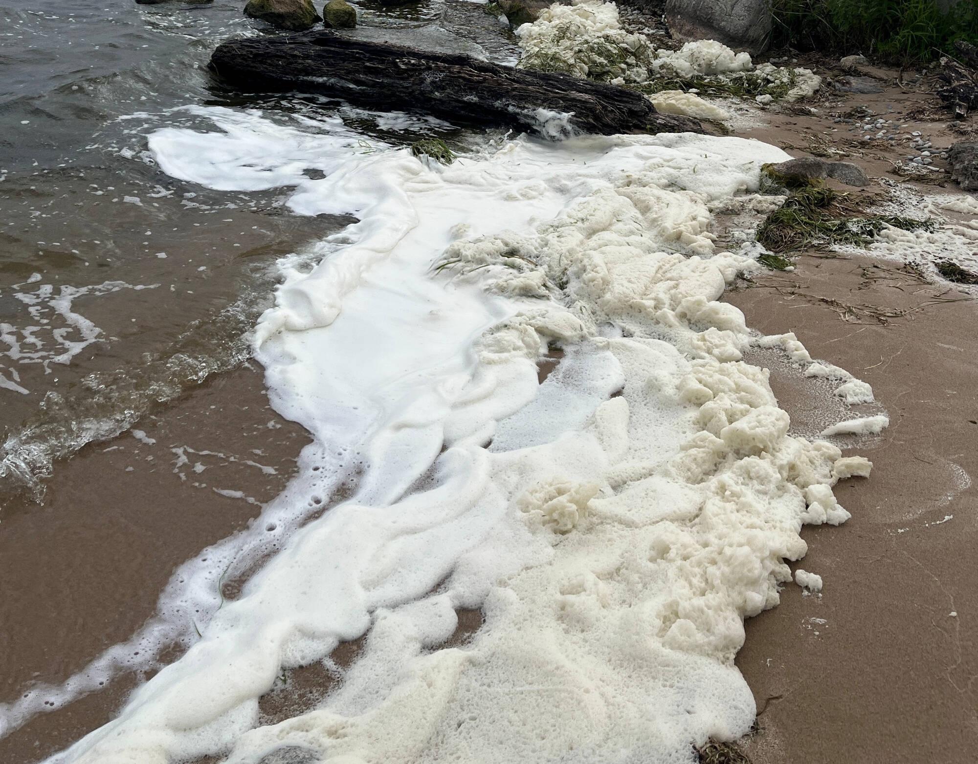 Collection of pfas foam at Harbour Towne Beach Sept 6, 2024